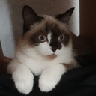 Benutzeravatar