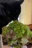IMG-20220811-WA0000.jpg