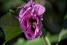 DSC06831.jpg