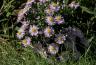 DSC06824.jpg