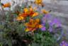 DSC07414.jpg