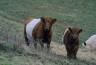 DSC09440.jpg
