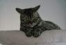DSC00318.jpg