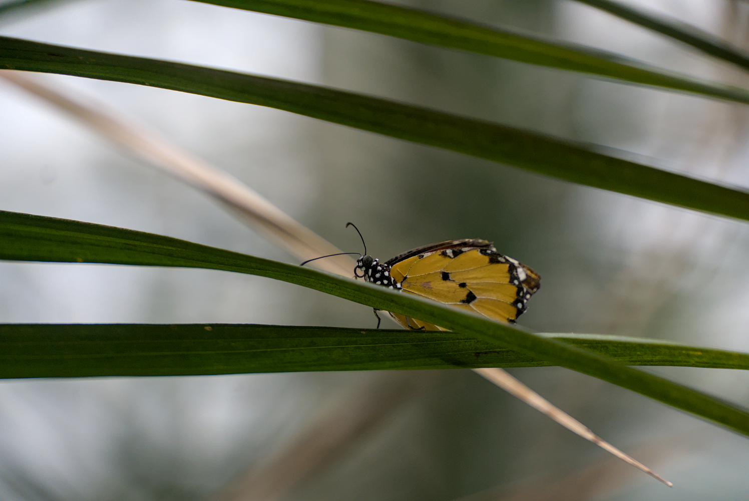DSC02676.webp