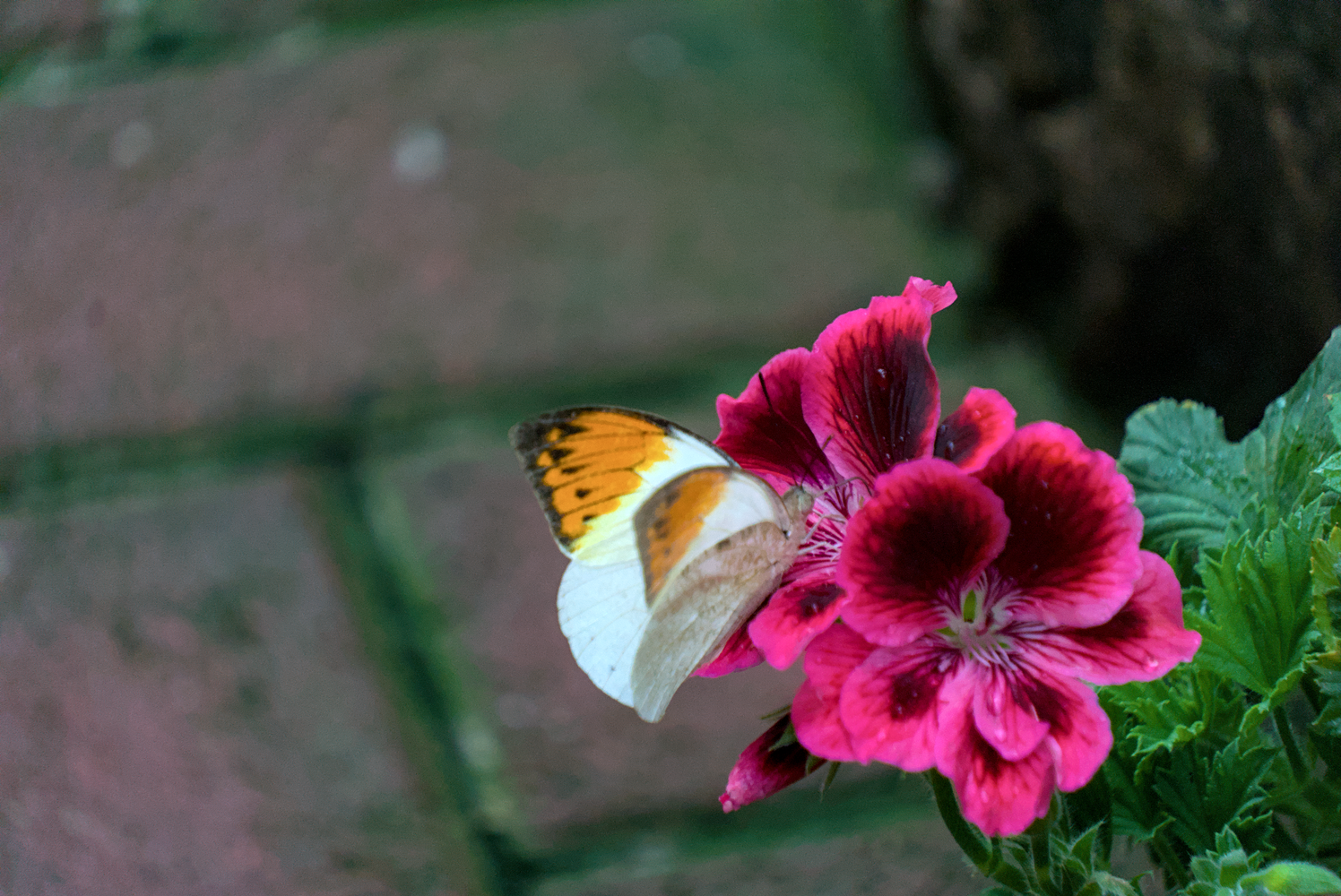 DSC02653.webp