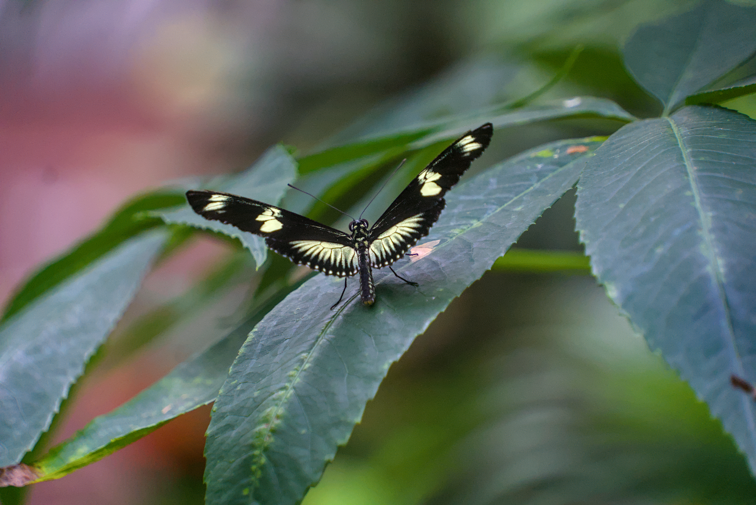 DSC02650.webp