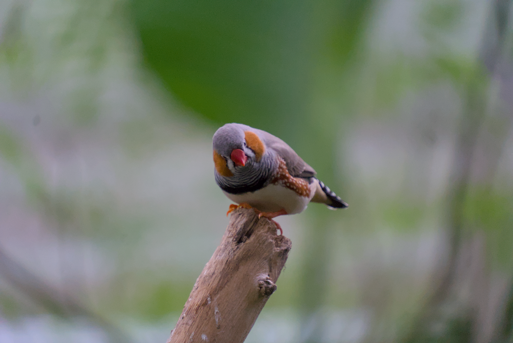 DSC04611.webp