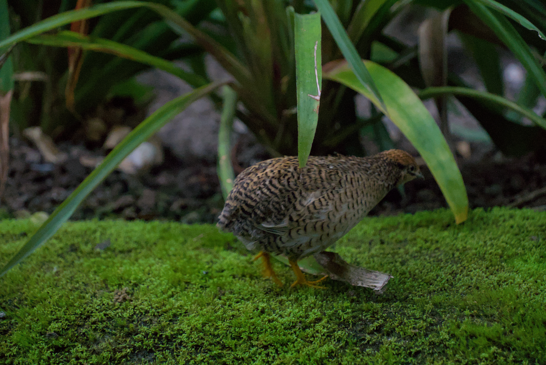 DSC04586.webp