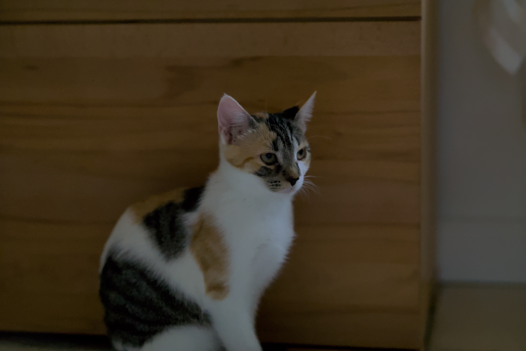 DSC05276.webp