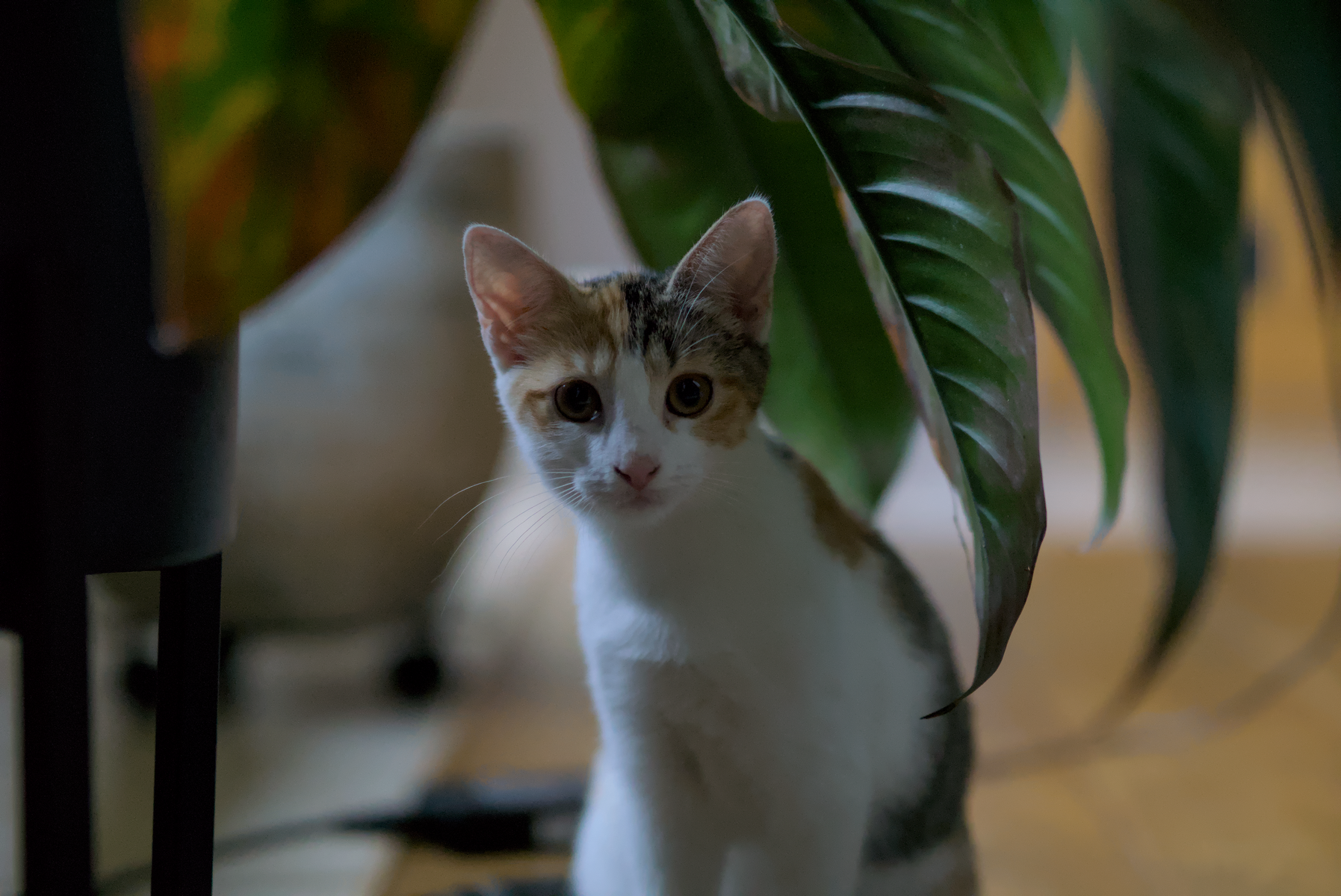 DSC05272.webp