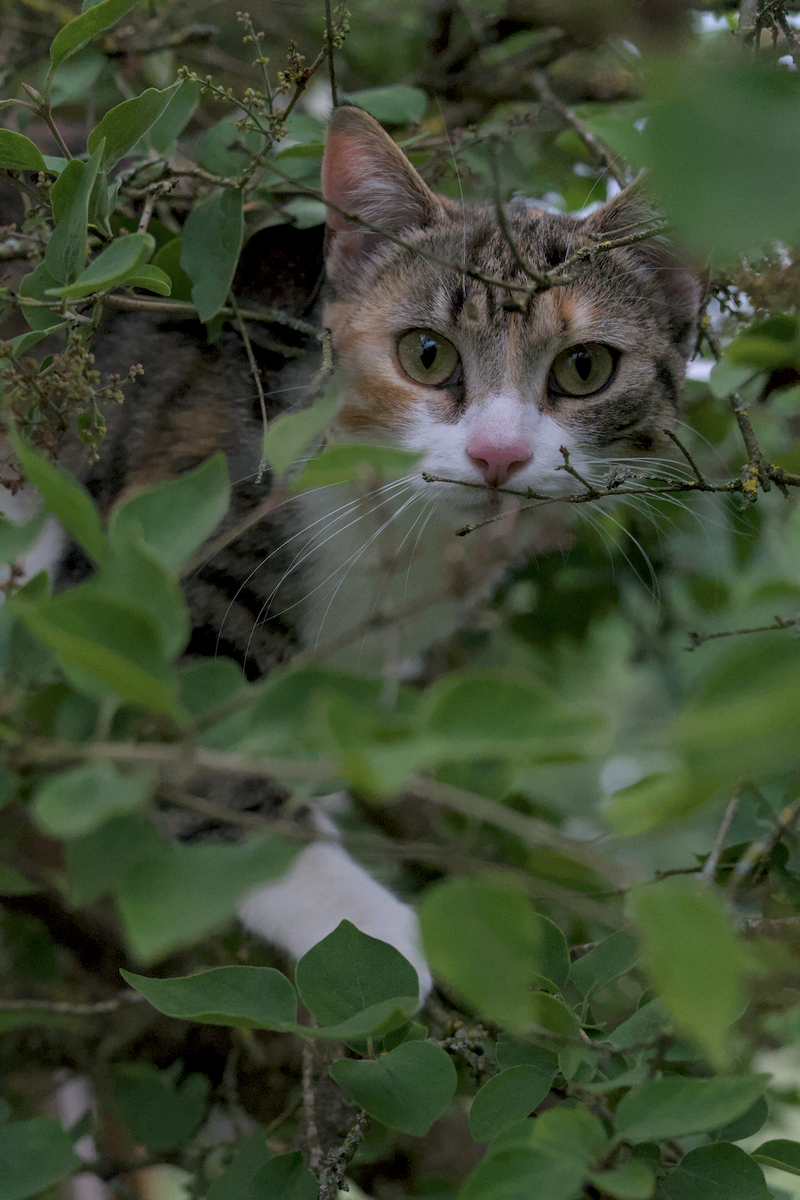 DSC00232.webp